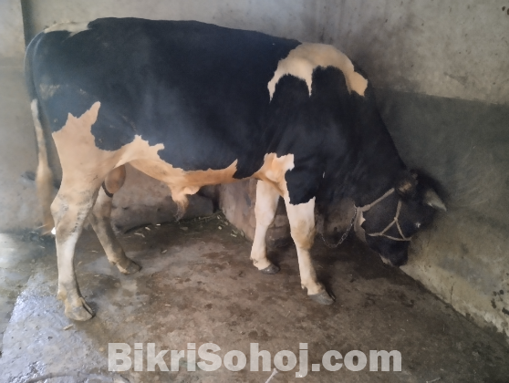 কোরবানির গরু